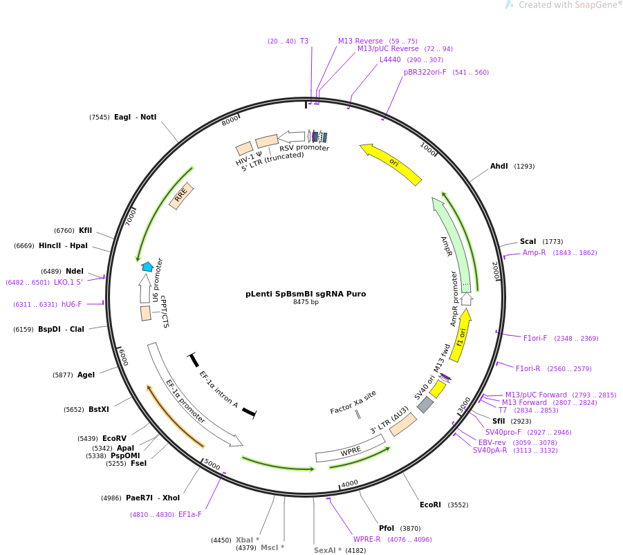 pLenti SpBsmBI sgRNA Puro质粒图谱